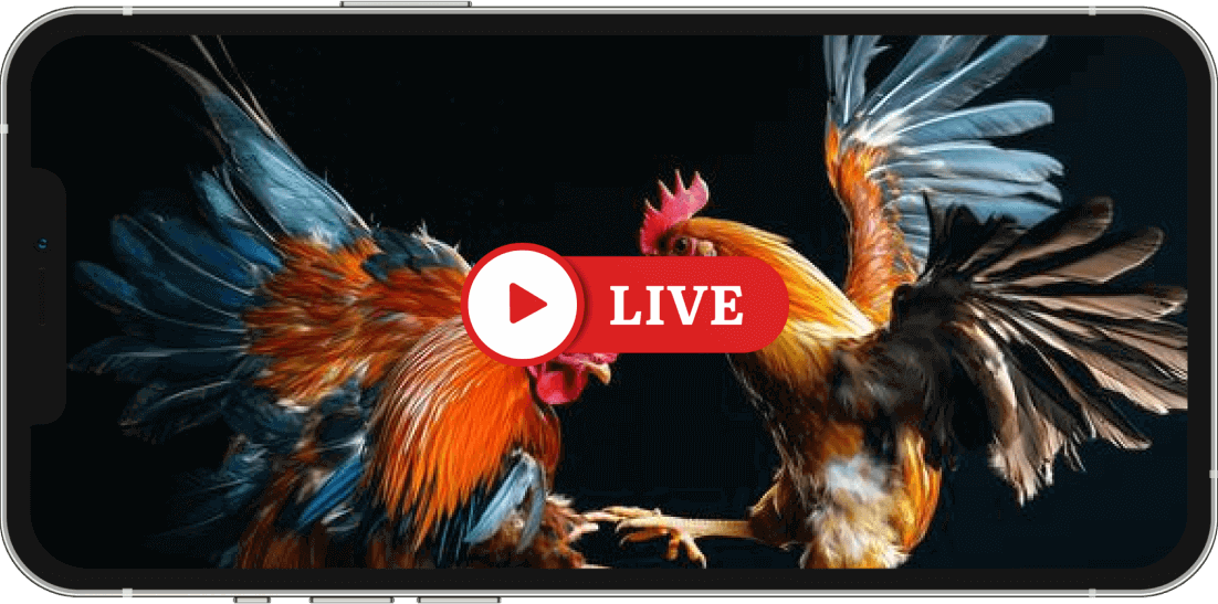 bj66-live-quality-img